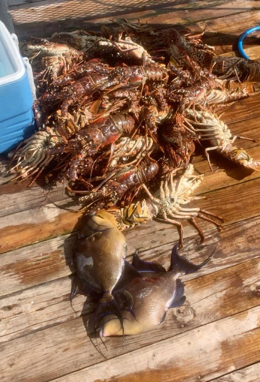 A fresh haul of Bahamian spiny lobster from a spearfishing trip near Eleuthera.